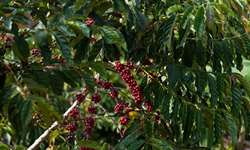 México diminuiu a produção de café robusta