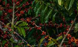 Vietnã, Indonésia e Índia: Maravilhas econômicas, café robusta e o papel do solúvel