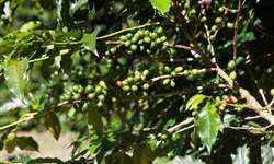 Estudo analisa uso de protetor solar para folhas e frutos nas plantações de café