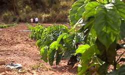 Produção familiar de café conilon cresce 30% ao ano no Vale do Rio Doce, em MG