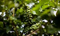 Levantamento destaca mudanças climáticas e de volume da safra brasileira de café em 2023