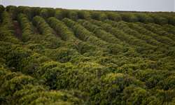 Insumos biológicos podem minimizar perdas na produção de café