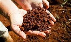 Calcário e adubos fosfatados usados no plantio de café devem ser colocados em mistura na terra