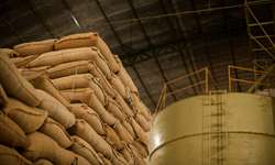 Exportação de café do Brasil alcança 2,843 milhões de sacas em janeiro