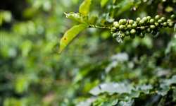 Embrapa lança curso on-line sobre produção de café no Cerrado