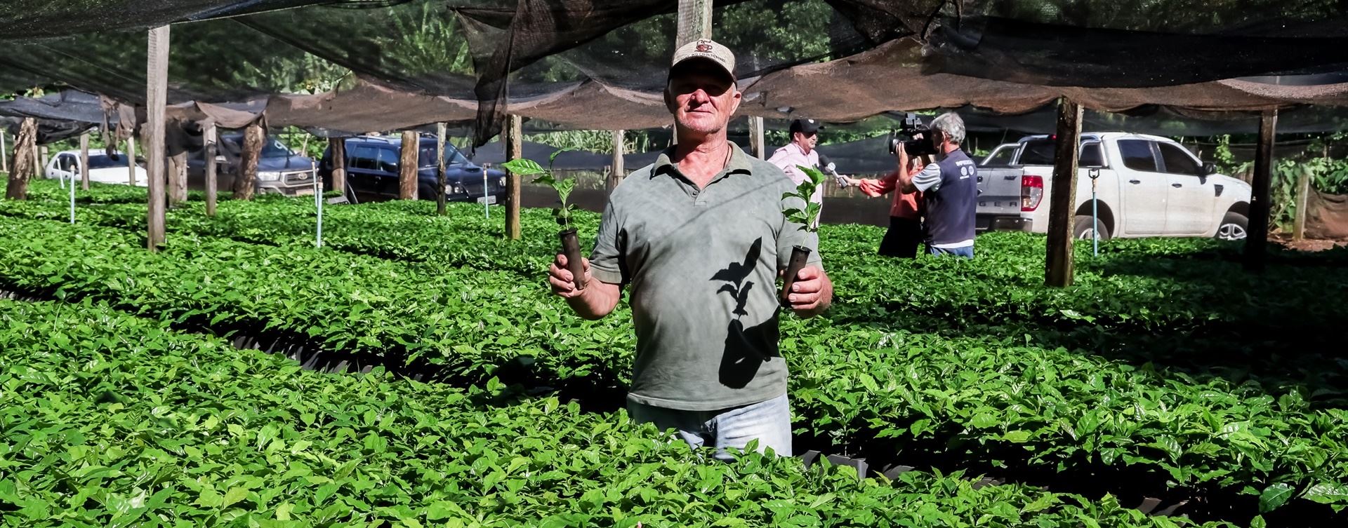 Município de Apucarana (PR) realiza entrega de 300 mil mudas de café