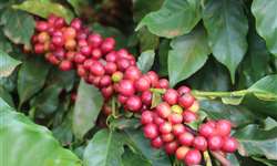 Epamig realiza dia de campo sobre soluções para cultura do café