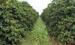 Associação entre fungos e café propicia plantas maiores e mais resistentes à pragas