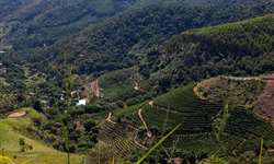 Café é o produto agrícola brasileiro com maior número de registros de Indicações Geográficas