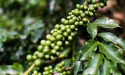 Cafeicultura e Palinialves: Máquinas no pós-colheita podem ajudar na preservação do meio ambiente