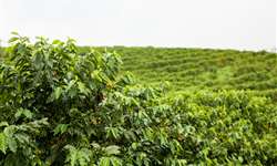 Cuidado ao aproveitar resíduos orgânicos gerados no processo de colheita e preparo do café