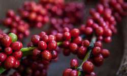 Exportações de café da Uganda aumentam 2% em março