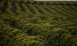 Chuvas nas áreas de produção de café arábica podem prejudicar colheita da safra 2023