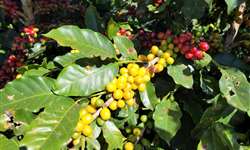 Dia de Campo debate sobre adaptação de cultivares de café em Araxá (MG)