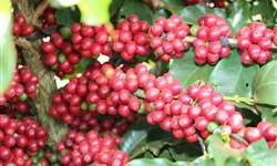 Epamig e Federação do Cerrado preparam resultados do projeto de validação de cultivares de café