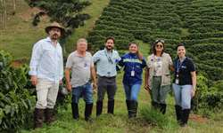 Plantio de café pode ajudar na reabilitação de áreas mineradas