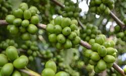 Produção de café em Rondônia ultrapassa três milhões de sacas