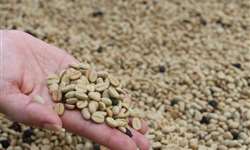 Epamig avalia viabilidade de extração de óleo vegetal do café