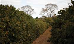 Capim orvalho (Eragrostis Pilosa): Erva nova infestando cafezais