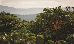 Cafeicultura propõe ações para ampliar rastreabilidade e promoção da sustentabilidade