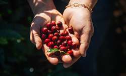Geração de empregos no Espírito Santo é impulsionada pela colheita de café