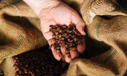 Produção brasileira de café em 2023 é estimada em 55,1 milhões de sacas
