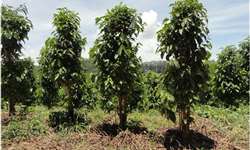 Cafezais podados precisam do uso de fungicida via solo