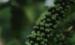 IAC realiza testes de campo para produzir café naturalmente descafeinado