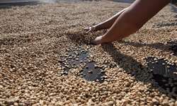 Mercado segue pressionado pelo avanço da colheita do café no Brasil