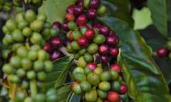 Estudo mapeia e estima estoque de carbono da cafeicultura