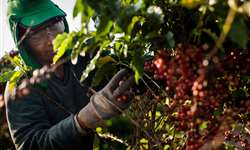 OIC destaca queda no indicador de preços do café
