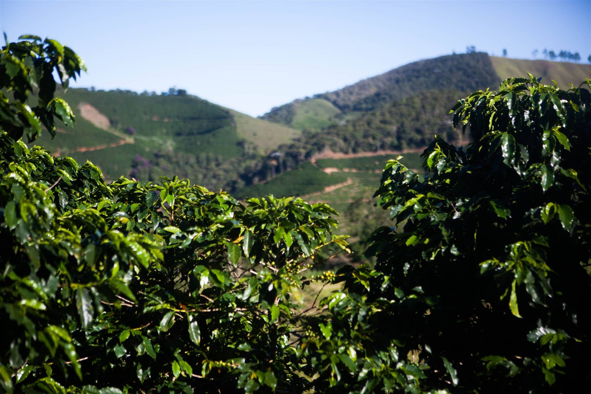Como o agronegócio pode se defender de ciberataques