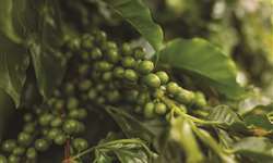 Desafios dos nematoides na cafeicultura do Cerrado é tema de workshop
