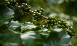Exportações de café vietnamita alcançaram US$ 2,8 bilhões até meados de agosto