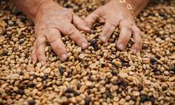 Rabobank reduz previsão sobre safra global de café 2023/2024