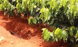 Benefícios da irrigação por gotejamento na produção de café