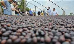 Ação conecta cafeicultores e compradores de diferentes países em evento realizado em Rondônia