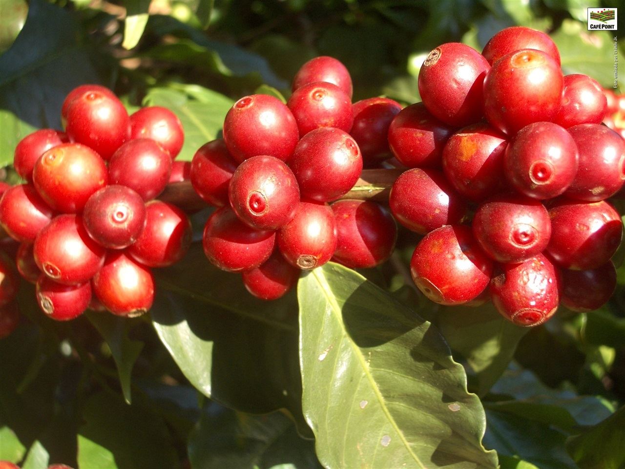 Nova edição do curso online Correção do Solo e Adubação do Cafezal será realizado em junho. Participe!