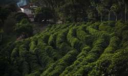 Parceria entre Cooxupé e Netafim busca impulsionar sustentabilidade na cafeicultura