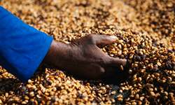 Brasil registra 3,3 milhões de sacas de café exportadas em setembro