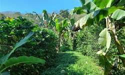 Pesquisa da Epamig sobre cultivo de café consorciado com banana e abacate é premiada em simpósio