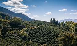 Ocorrência de Azevém como erva daninha em cafezais de altitude elevada no Sul de Minas