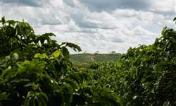 "Os governos devem apoiar práticas agrícolas regenerativas para o café"