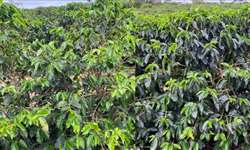 Cafeeiros da cultivar siriema AS 1 se mostram muito resistentes à seca