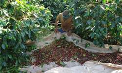 A incessante tarefa de aperfeiçoamento da gestão dos custos na cafeicultura de montanha