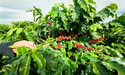 Esalq realiza simpósio sobre tecnologias no cultivo do cafeeiro