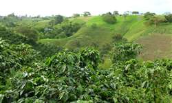 Produtores da Colômbia dedicam 13mil hectares ao café especial