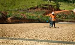 Estiagem na América Central pode reduzir mais oferta mundial de café