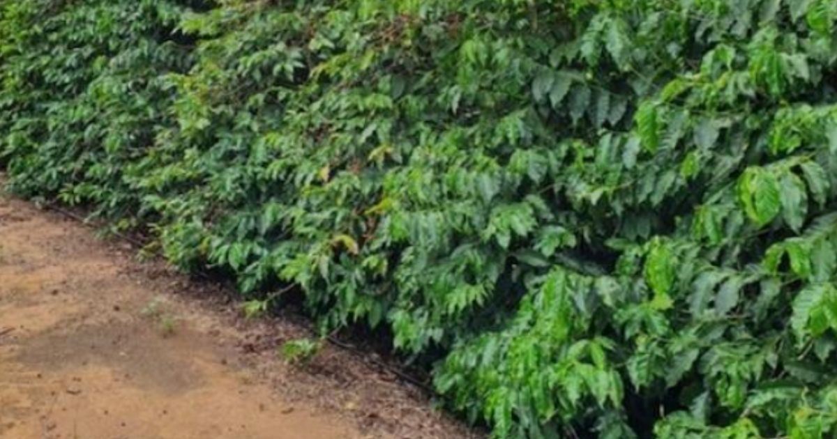 Sistemas de condução do mato em cafezais: resultados de nove safras