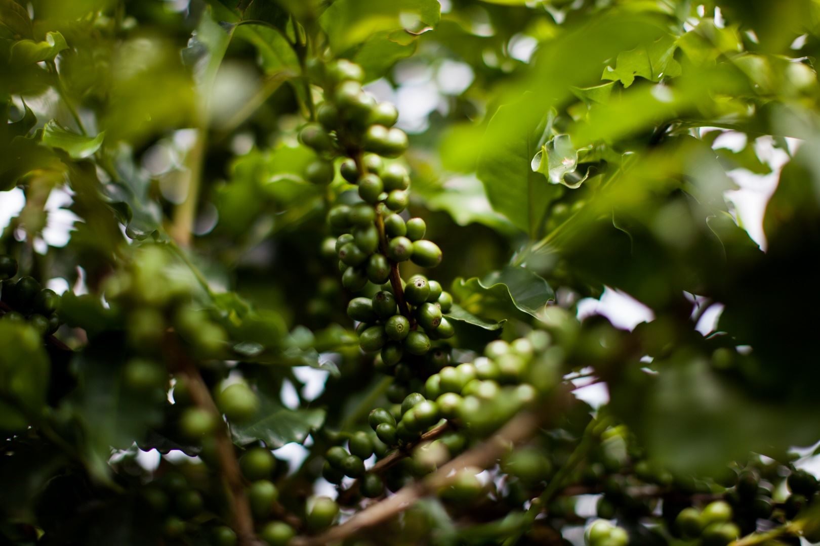 Cultivo de café no sistema orgânico exige cuidados especiais para alcançar boa produtividade